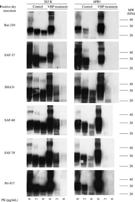 prion inactivation process